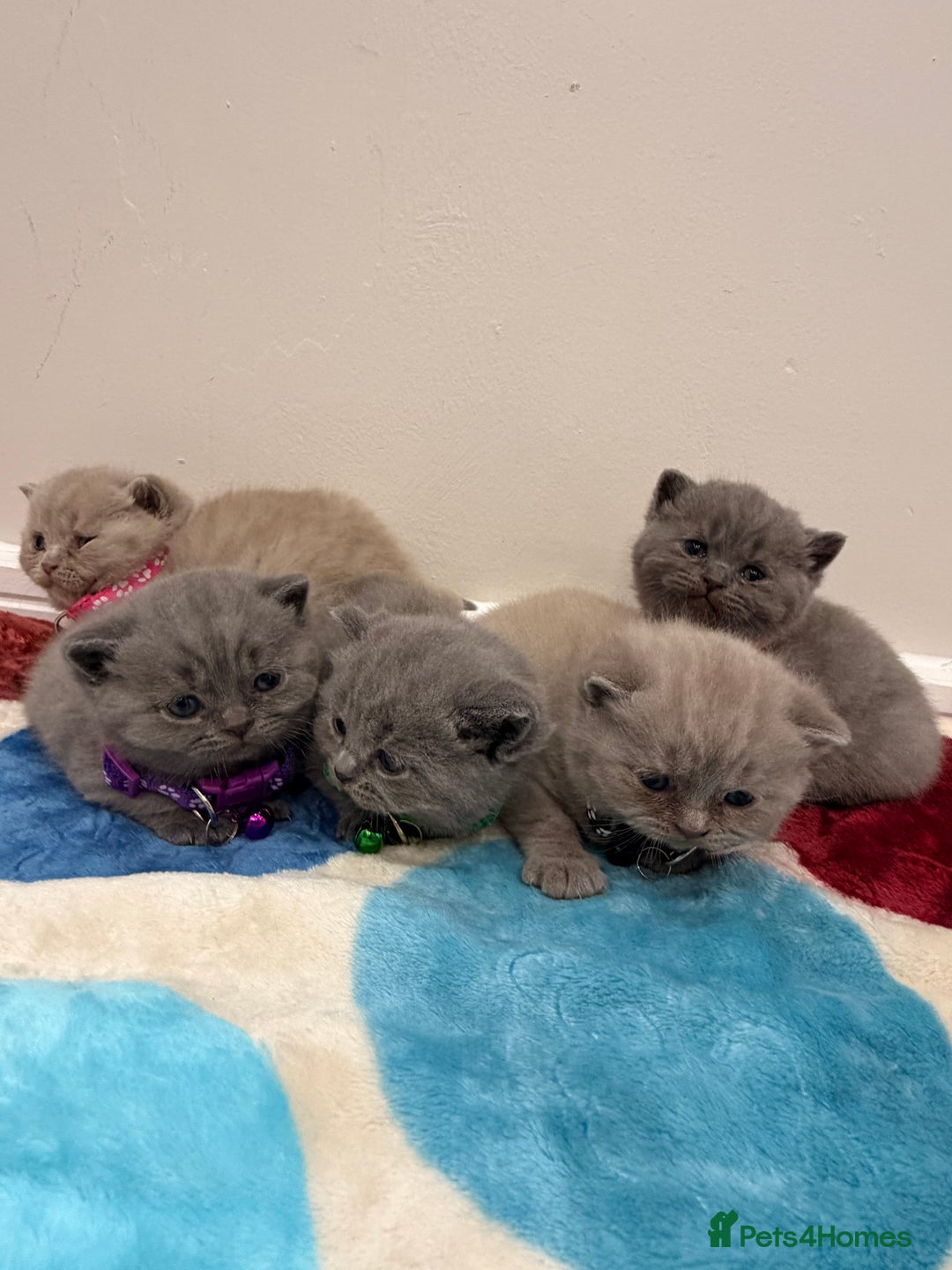 British Shorthair cats for sale: Beautiful big British Shorthair Kittens - Advert 9