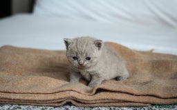 British Shorthair cats for sale: 🩶🐈🐾 Stunning BSH Kittens 🩶🐈🐾 - Image 28
