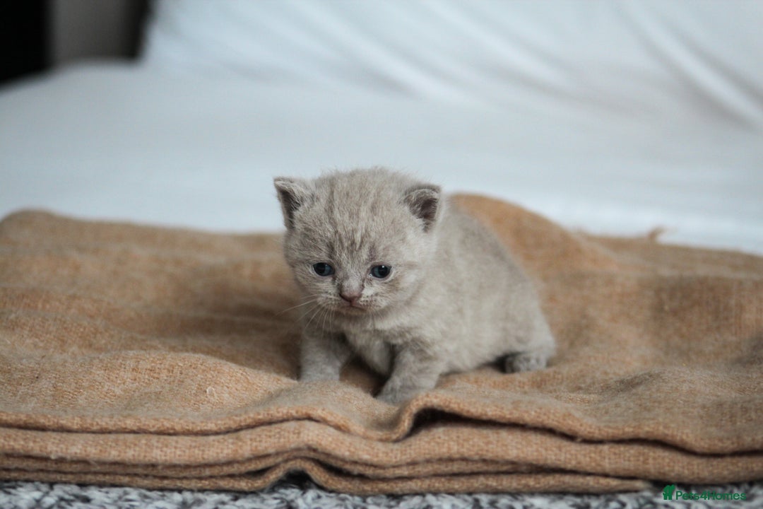 British Shorthair cats for sale: 🩶🐈🐾 Stunning BSH Kittens 🩶🐈🐾 - Image 28