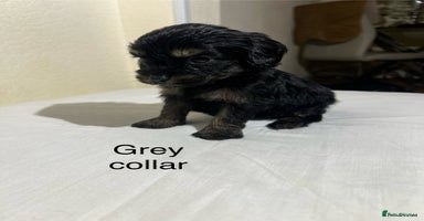 Cavapoo dogs - Advert 2