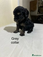 Cavapoo dogs - Advert 12