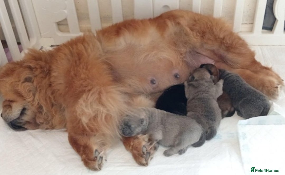 Chow Chow dogs for sale:  KC registered Chow Chow puppies for sale.🤗 - Image 35