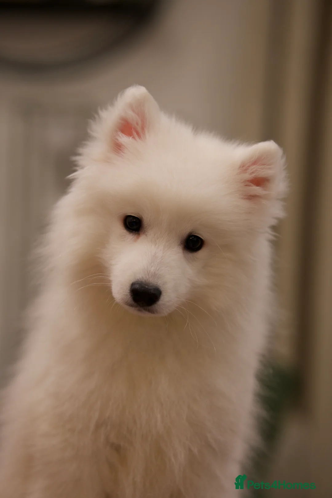 Japanese Spitz dogs for stud: Healthy Japanese Spitz KC Registered Male for Stud - Advert 16