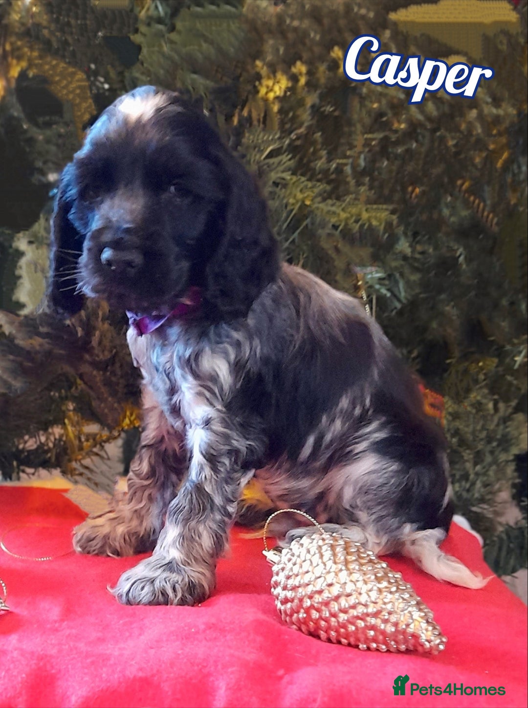 Cocker Spaniel dogs for sale: Handsome Show Cocker Spaniel - Advert 8