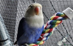 Lovebirds birds for sale: Established breeding pair of love birds - Image 3