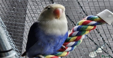 Lovebirds birds - Advert 7