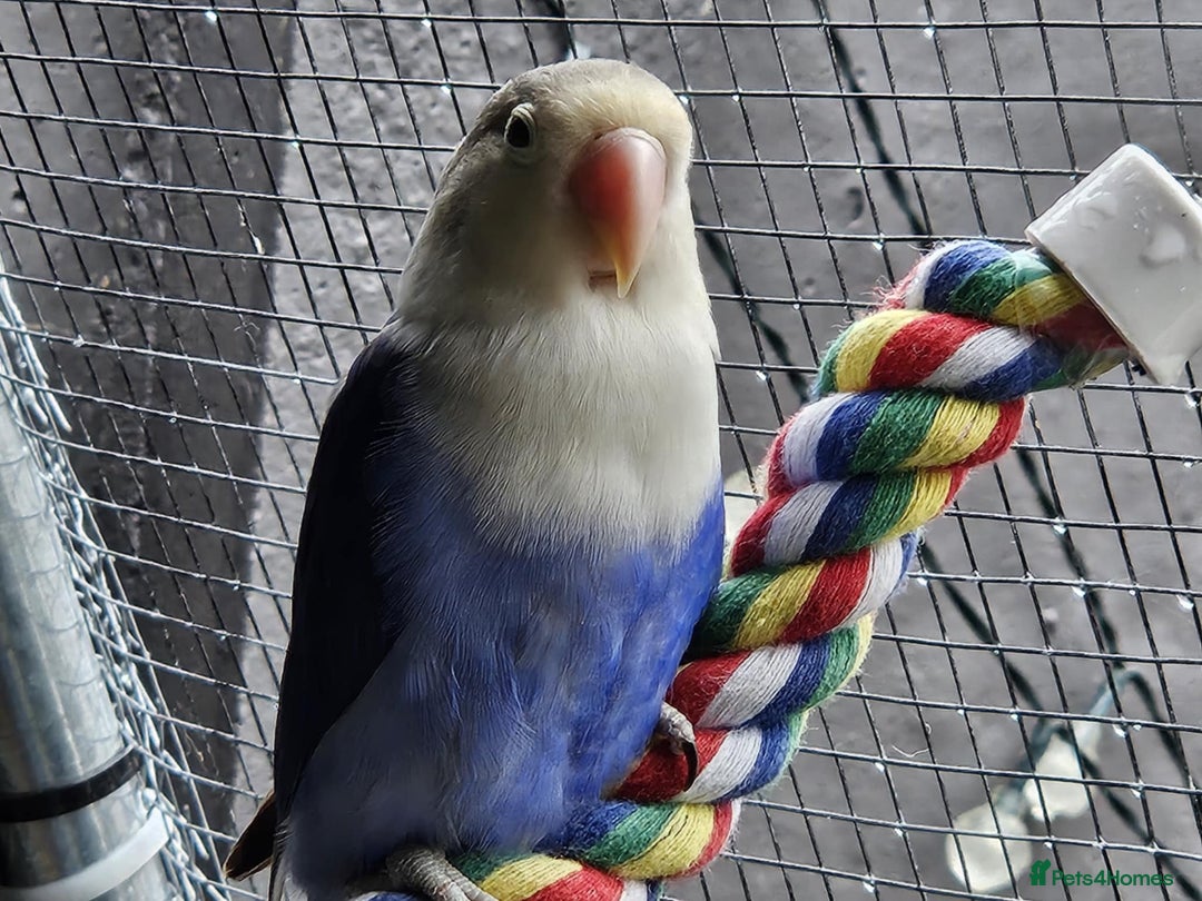 Lovebirds birds for sale: Established breeding pair of love birds - Image 3