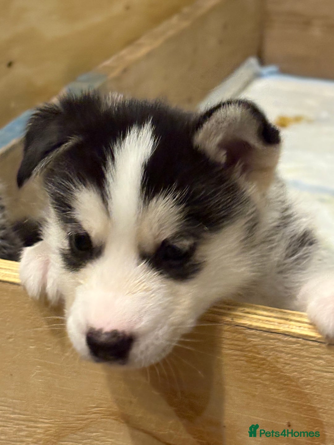 Siberian Husky dogs for sale: Siberian Huskies 2 male 4 female  - Advert 12