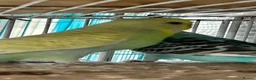 Budgerigars birds for sale: Bonded breeding pair budgies  - Advert 2
