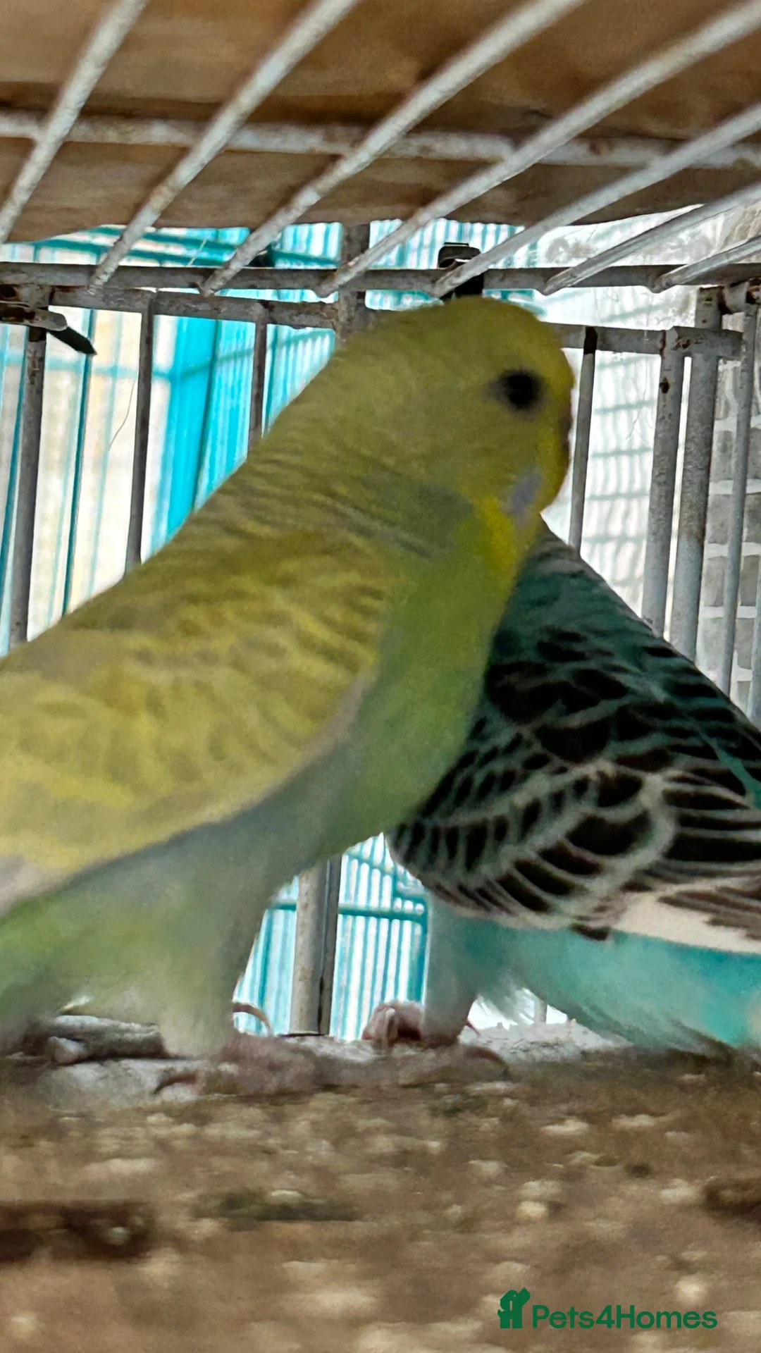 Budgerigars birds for sale: Bonded breeding pair budgies  - Advert 2