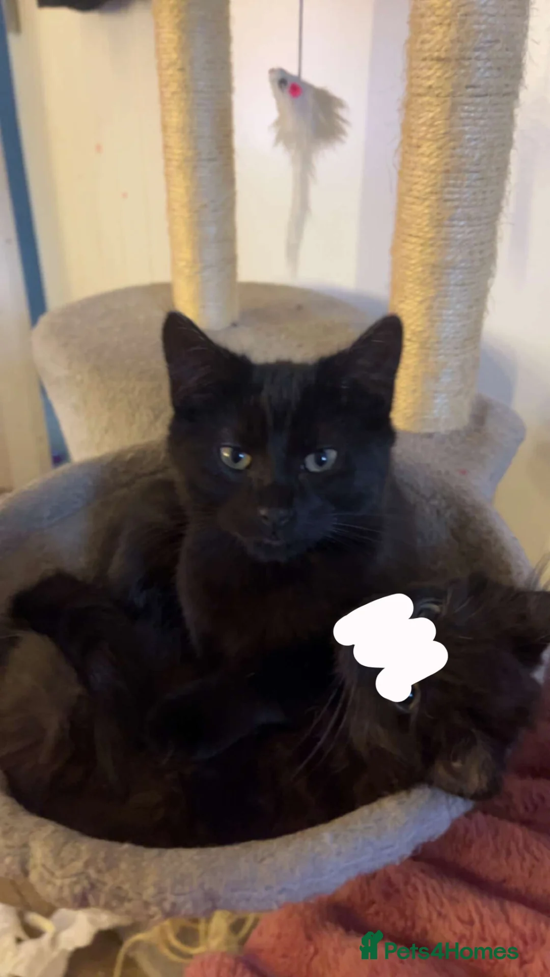 Mixed Breed cats for sale: Cat for sale in Leicester - Advert 1