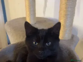 Mixed Breed cats Cat for sale - Advert 1