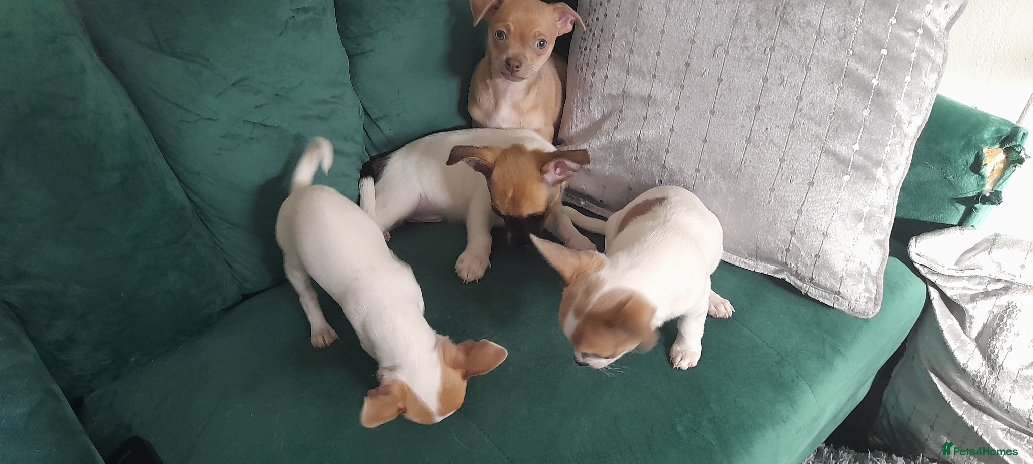 Chihuahua dogs 4 beautiful Chihuahua puppies - Advert 1