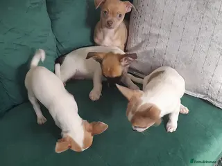 Chihuahua dogs 4 beautiful Chihuahua puppies - Advert 1