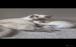 Ragdoll cats for sale: Beautiful blue ragdoll kittens - Image 1
