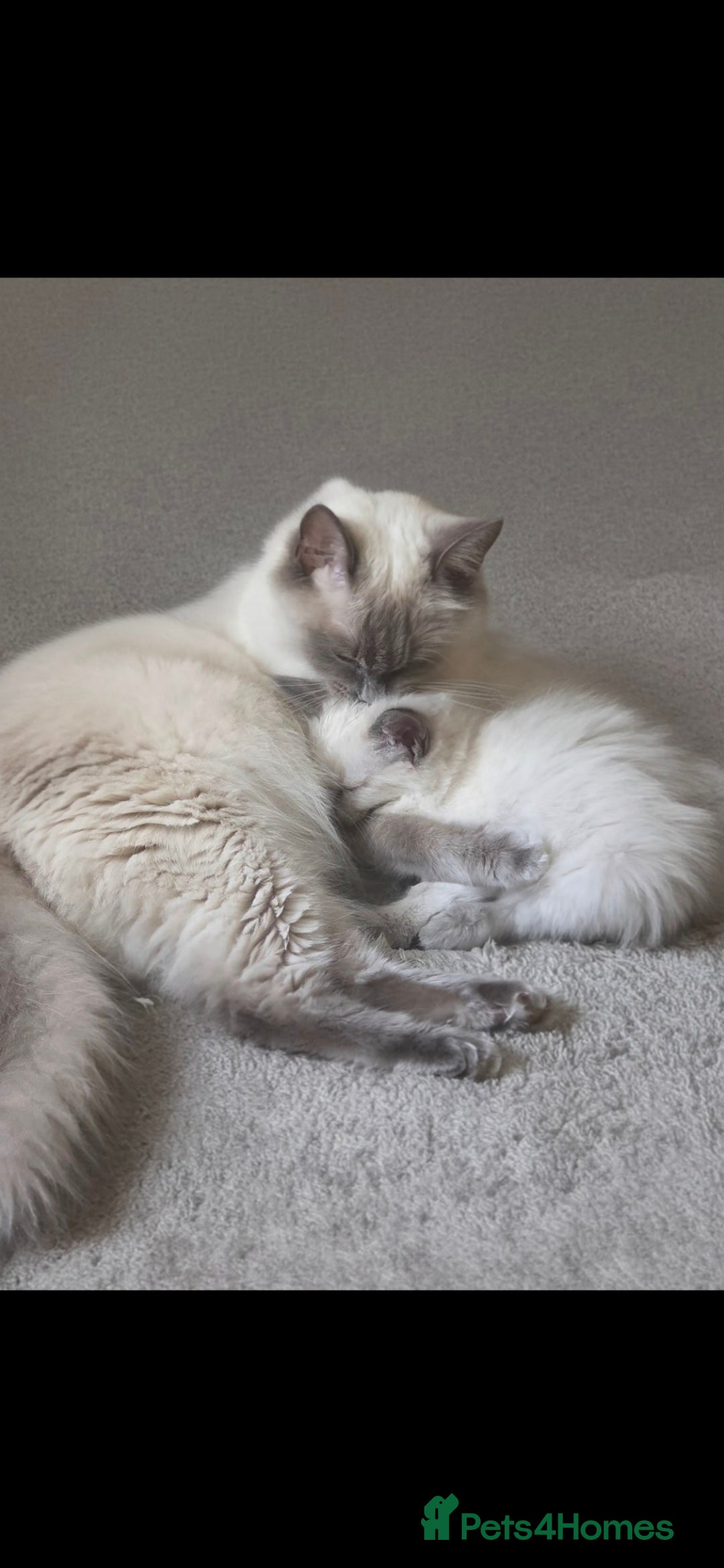 Ragdoll cats for sale: Beautiful blue ragdoll kittens - Image 1