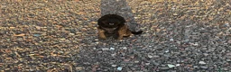 Cockapoo dogs for sale: My lovely mini  in Solihull - Advert 3