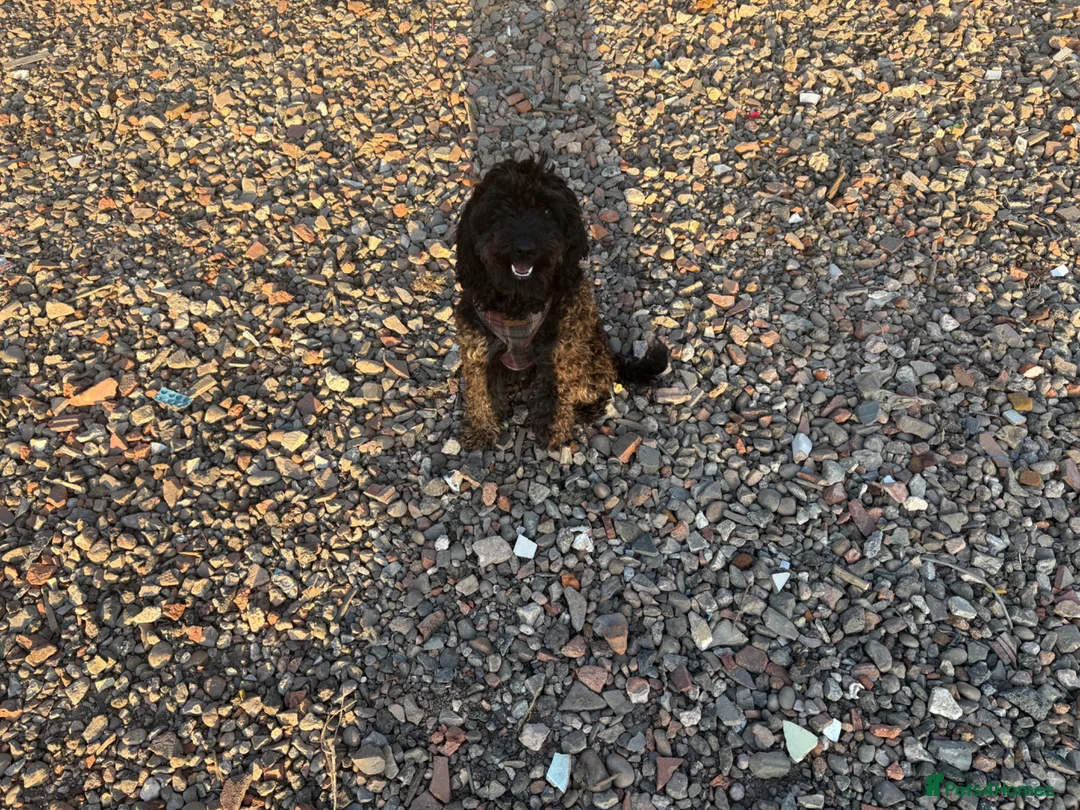 Cockapoo dogs for sale: My lovely mini  in Solihull - Advert 3