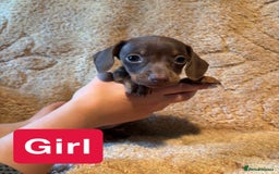 Miniature Dachshund dogs for sale: Miniature dachshunds  - Image 4