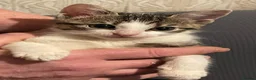 Mixed Breed cats for sale: Kittens for sale Walsall  - Advert 6