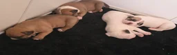 American Bulldog dogs for sale: American bull.dog puppies  in Wigan - Advert 12