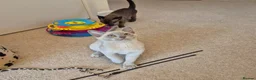 Burmese cats for sale: Pedigree Burmese Kittens - Advert 2