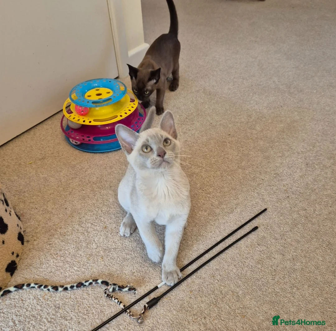 Burmese cats for sale: Pedigree Burmese Kittens - Advert 2