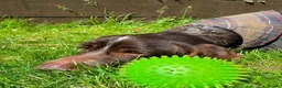 German Wirehaired Pointer dogs for adoption: Lalo  in Northampton - Advert 9