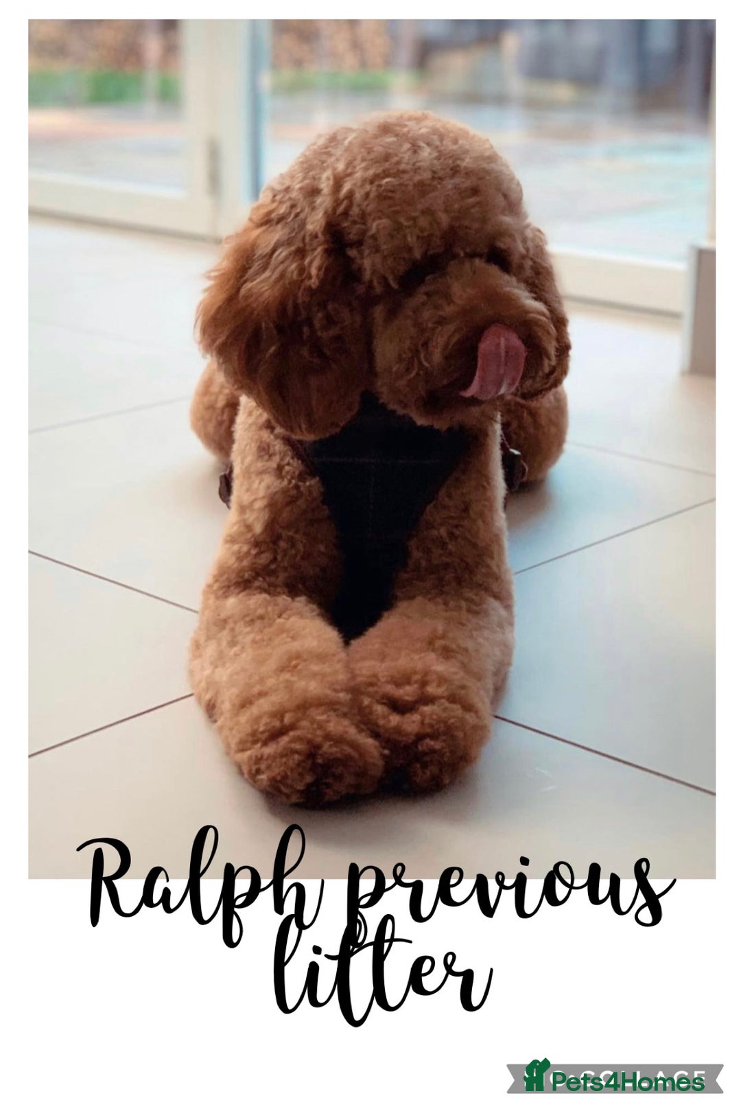 Cockapoo dogs for sale: Extensively Health Tested F1b cockerpoo Puppies  - Image 21