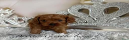 Cavapoo dogs for sale: Asian teddy poodle dad tiny Cavapoo puppies - Advert 19