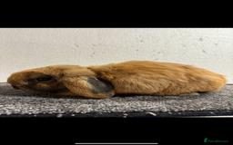 Mini Lop rabbits for sale: Mini Lop Sooty Fawn Boy - Image 2