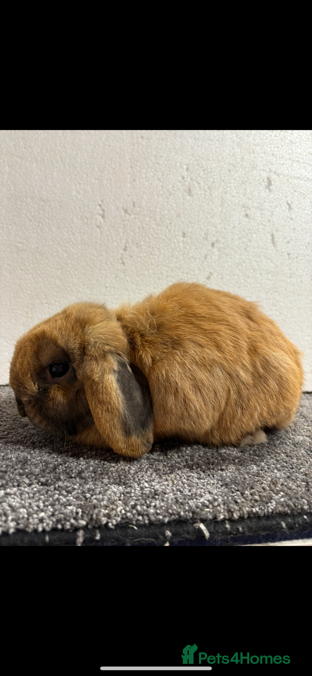 Mini Lop rabbits for sale: Mini Lop Sooty Fawn Boy - Image 2