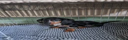 Dachshund dogs for sale: Dashounds girls - Advert 4