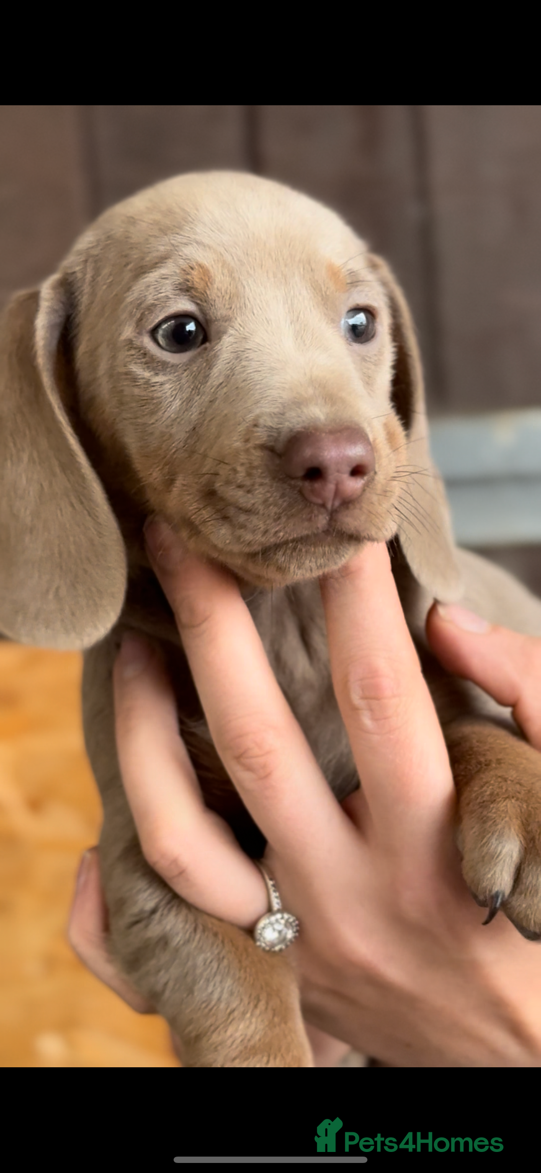 Miniature Dachshund dogs for sale: Gorgeous Miniature Daschund puppies 🐶🤍  - Image 4