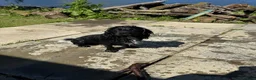 Cocker Spaniel dogs for stud: Monty ### STUD ONLY ### - Advert 2