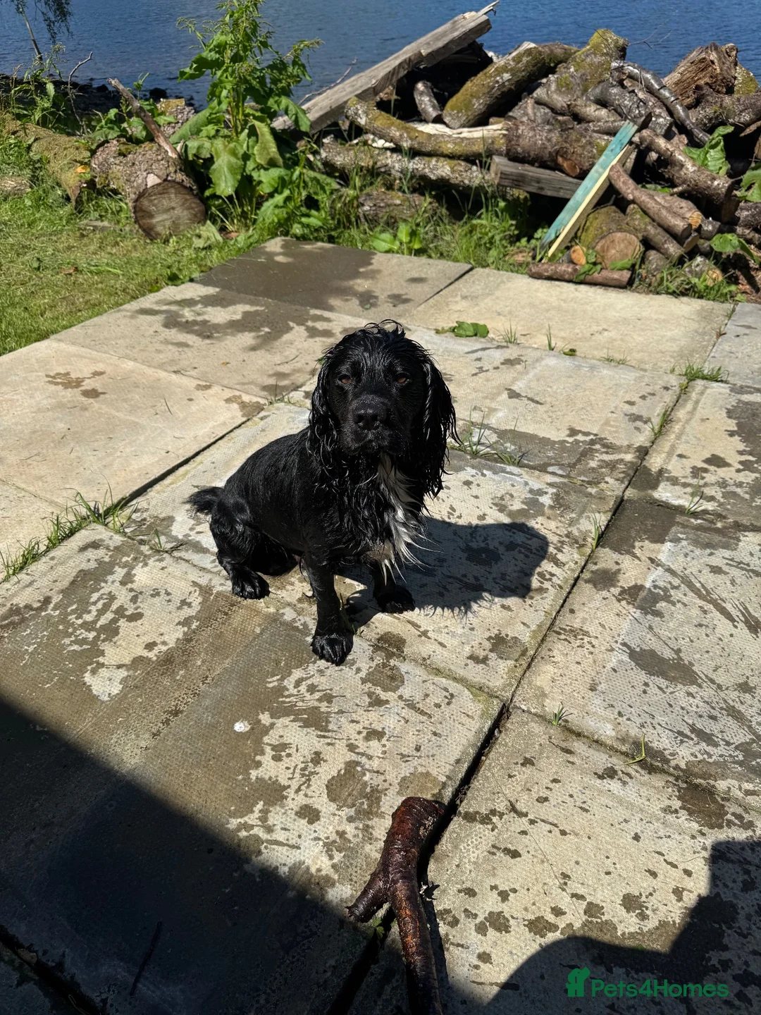 Cocker Spaniel dogs for stud: Monty ### STUD ONLY ### - Advert 2