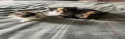 Mixed Breed cats for sale: Kittens beautiful mixed breed 🐈🐈‍⬛🐈🐈 - Advert 6