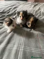 Mixed Breed 6 tortishell girl half ginger face