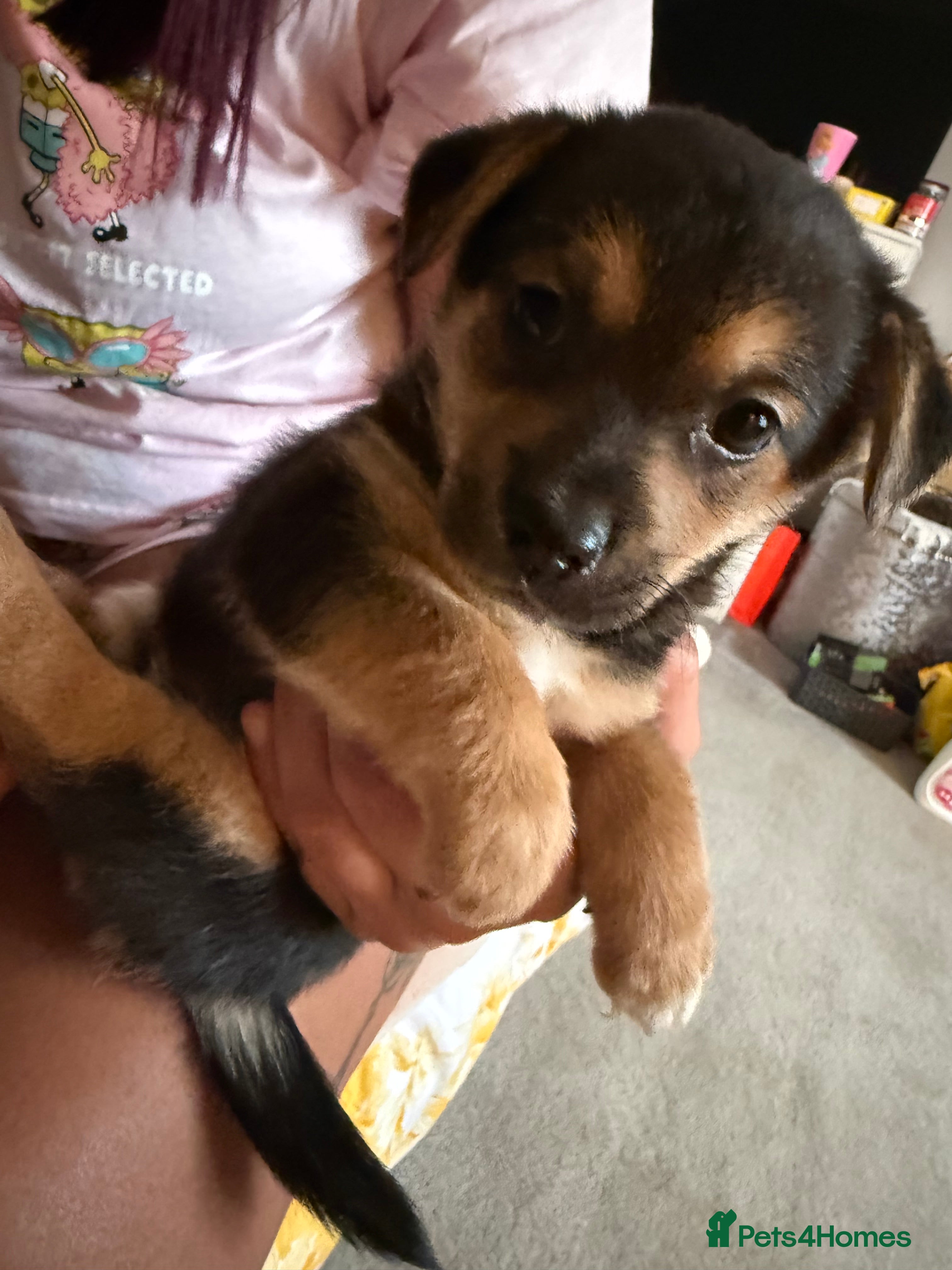 Mixed Breed dogs German Spitz X Jack Russell  - Advert 2