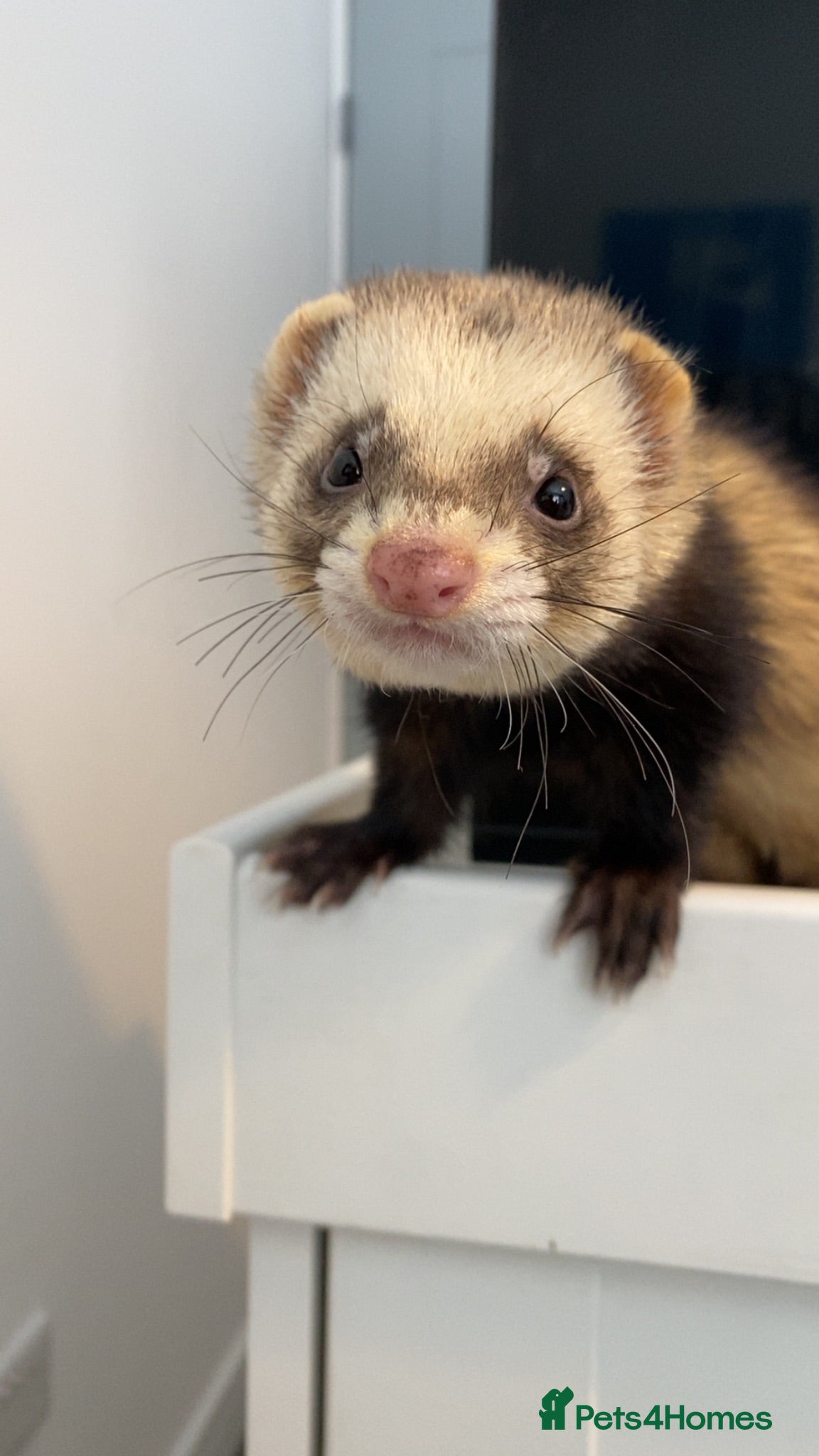 Ferret rodents Bean 🫘  - Advert 1