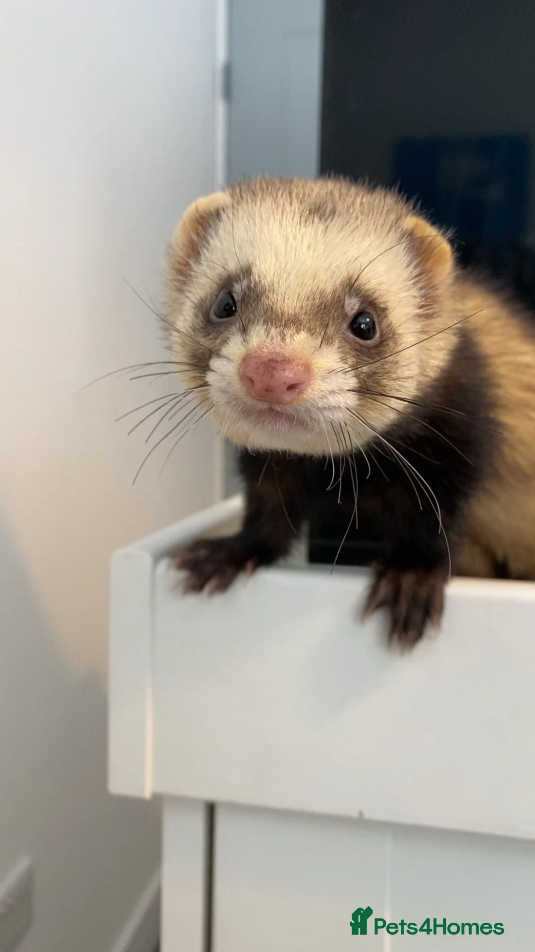 Ferret rodents for sale: Bean 🫘  in York - Advert 1