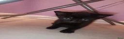 Mixed Breed cats for sale: Tabby, all black and black and white kittens   - Advert 5