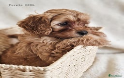Cavapoo dogs for sale: Adorable F1b Cavapoo Puppies Ready from 20th Sept - Image 2