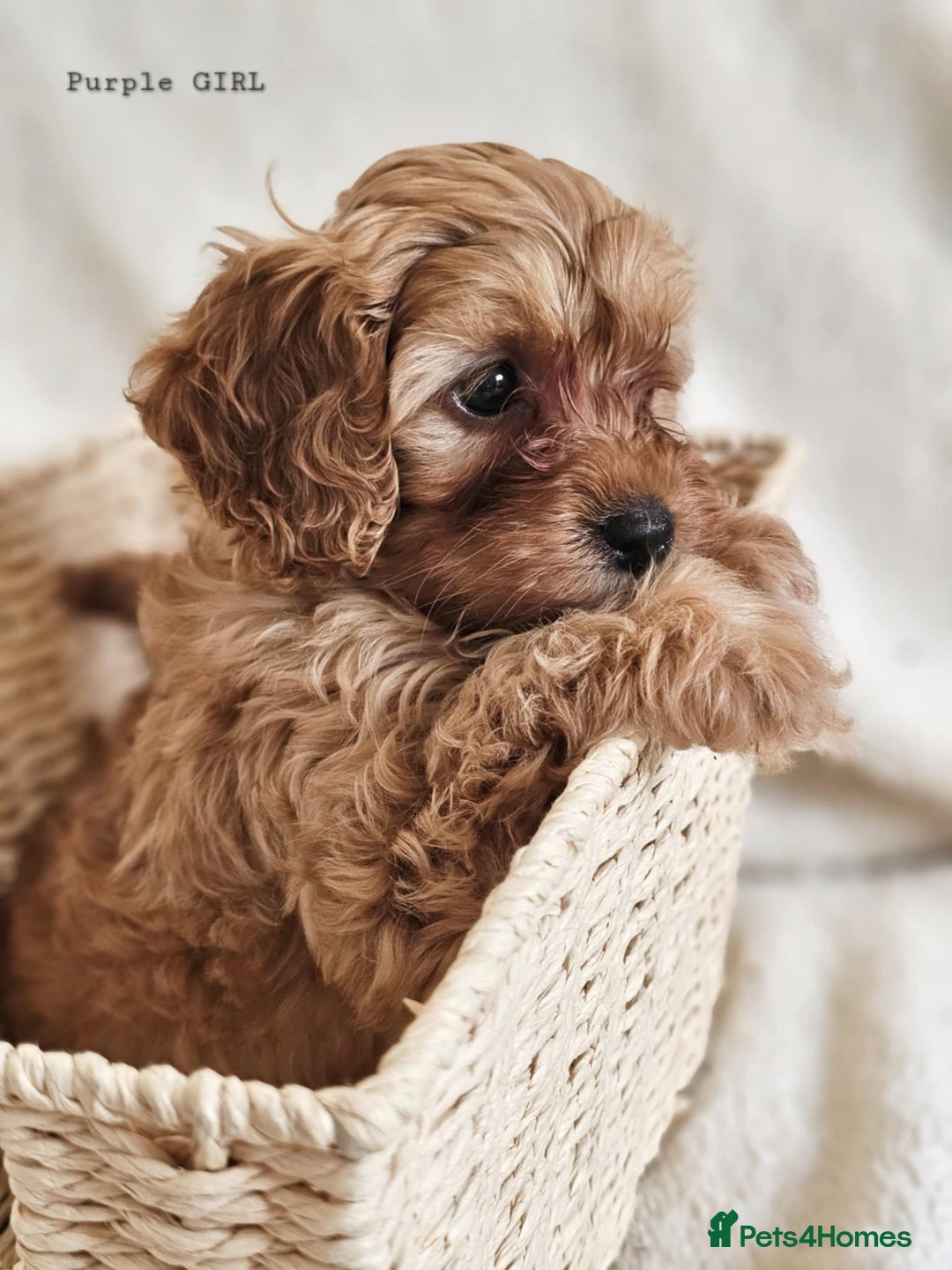 Cavapoo dogs for sale: Adorable F1b Cavapoo Puppies Ready from 20th Sept - Image 2