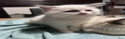 Ragdoll cats for sale: Ragdoll kittens for sale - Advert 6