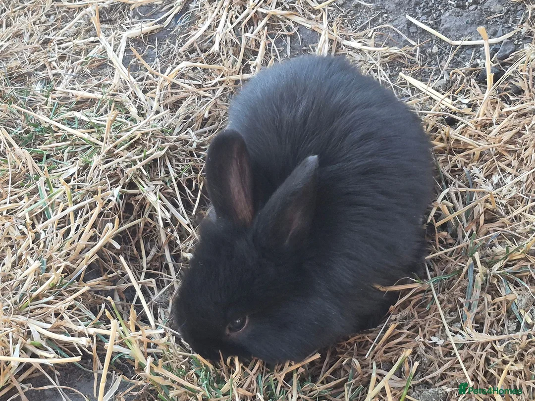 Mixed Breed rabbits for sale: Beautiful lop/lionhead kits!!! - Advert 2