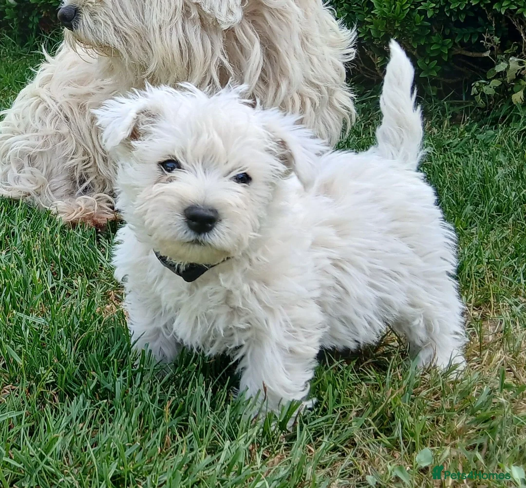 West Highland Terrier dogs for sale: Westie boy pup - Advert 4