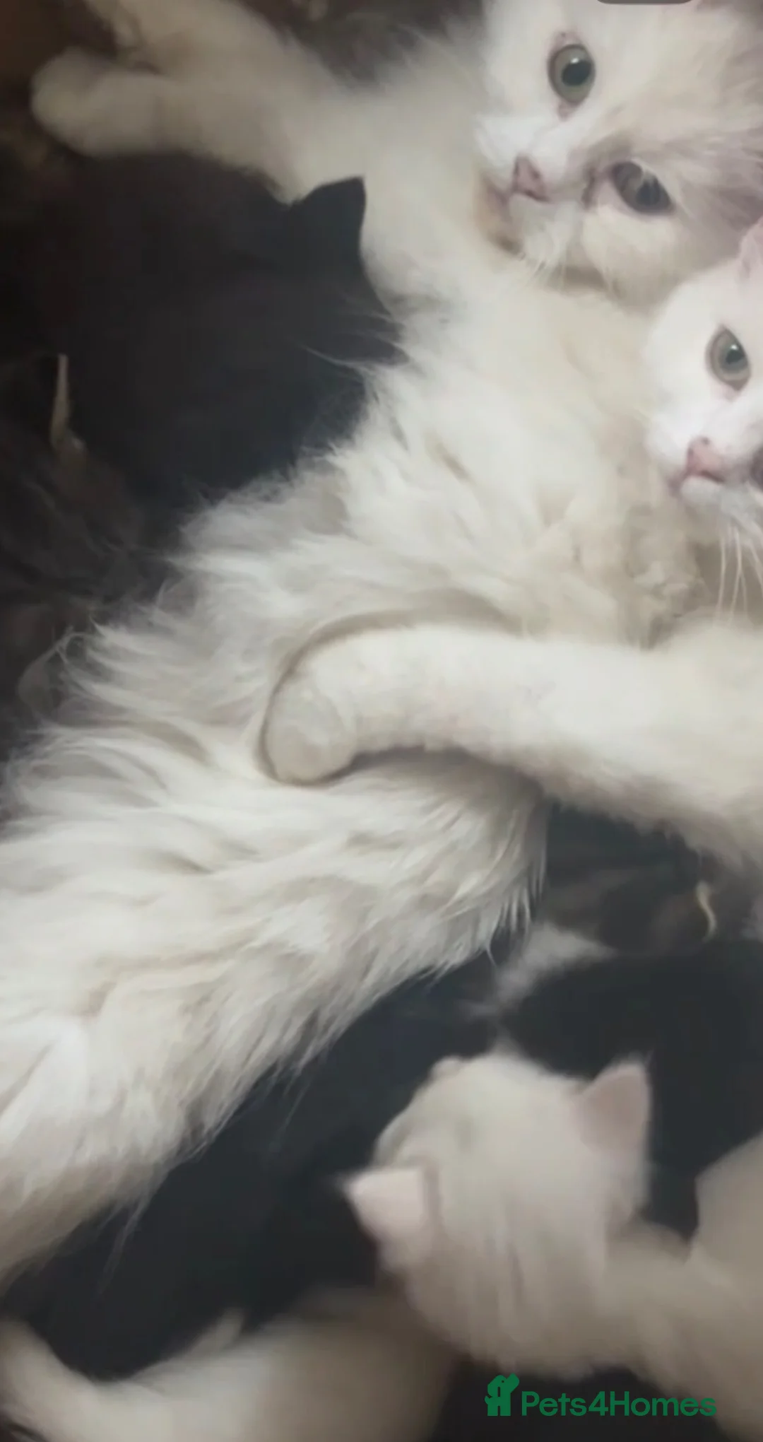 Mixed Breed cats for sale: Persian angora mixed kittens - Advert 16