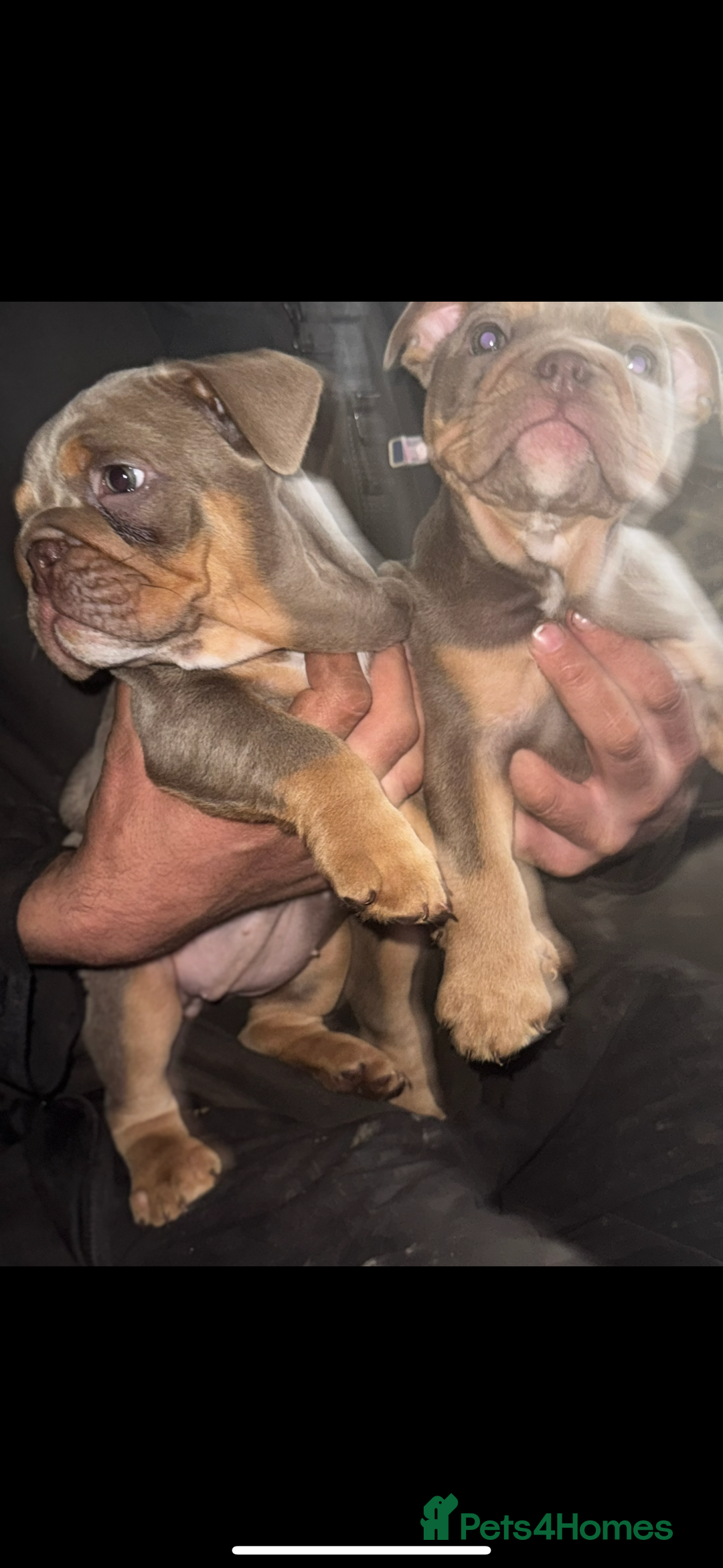 English Bulldog dogs for sale: 2 Lilac Tri english bulldogs - Advert 11