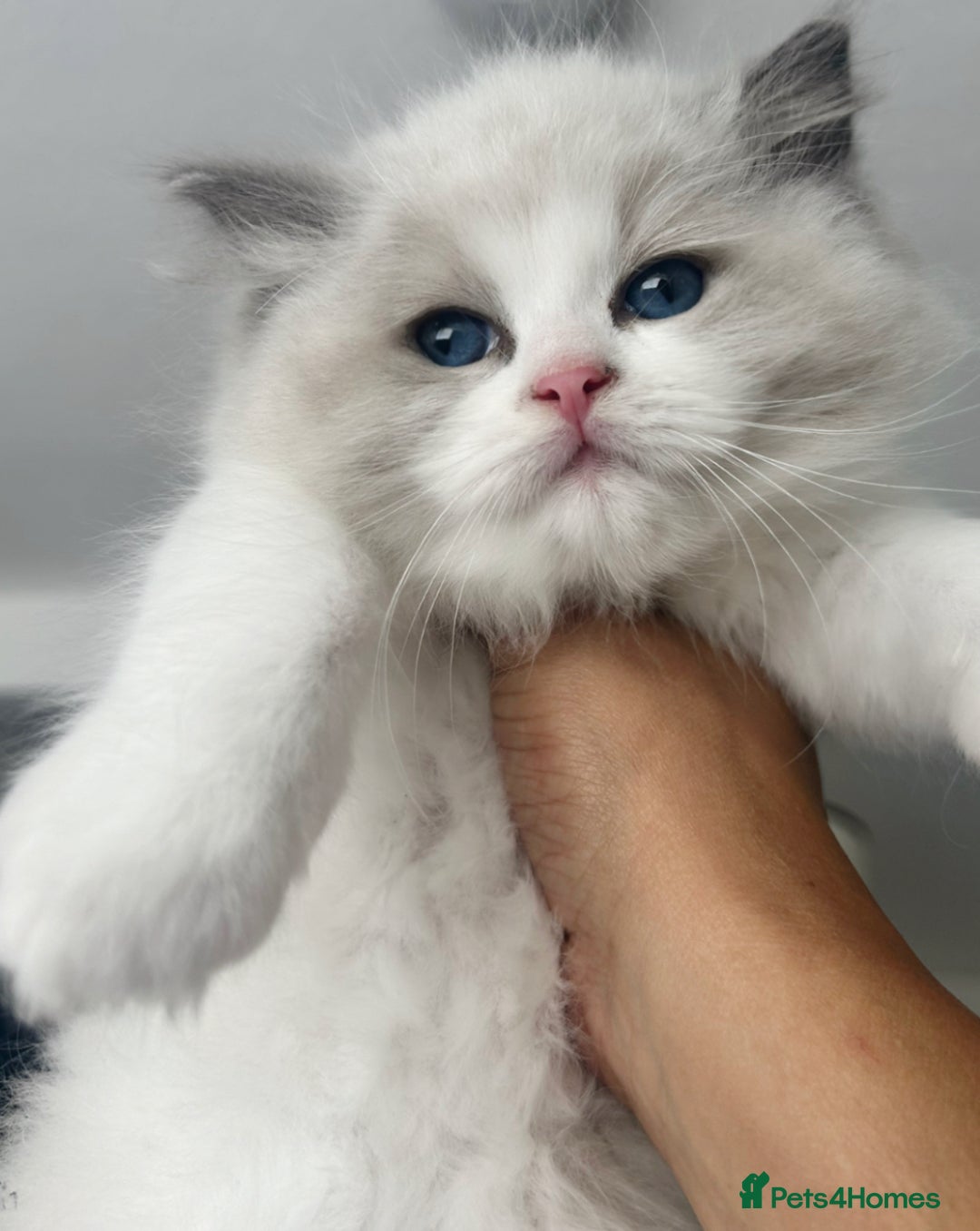 Ragdoll cats for sale: ⚜️⚜️ Male Available (Reserved).⚜️⚜️ in Warwick - Image 3
